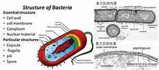 生物原虫小说是全集
